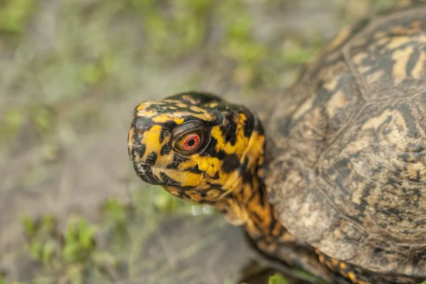 Männliche Kasten-Schildkröte Nahaufnahme - Erdkröte Carolina — Stockfoto