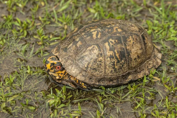 Maschio Alabama Box Turtle - Terrapene carolina — Foto Stock