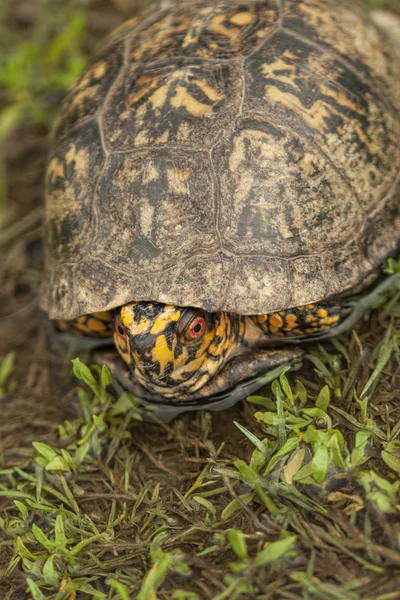 Rote Augen männliche Kasten-Schildkröte - Schildkröte carolina — Stockfoto