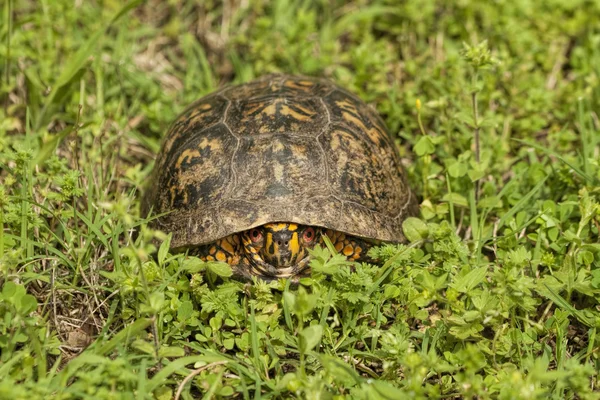 Scatola maschio tartaruga - Terrapene carolina — Foto Stock