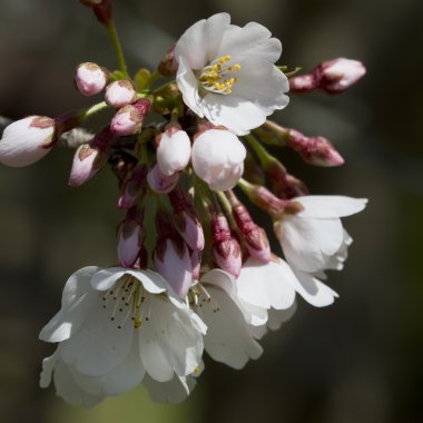 Yoshino Cherry Blossoms - Prunus x yedoensis clipart