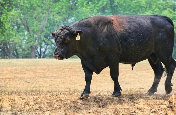 Toro angus negro grande —  Fotos de Stock