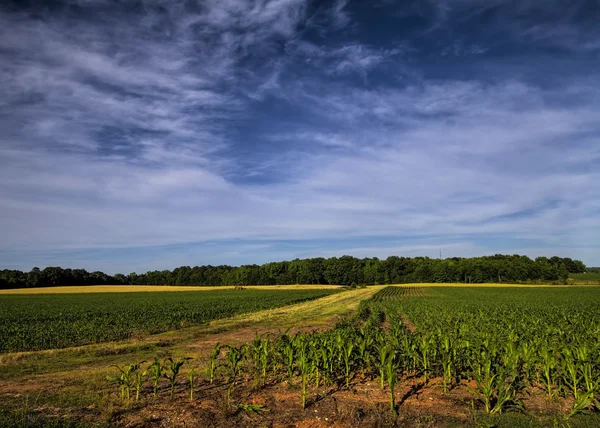 Alabam kukorica farm szántóföldi — Stock Fotó