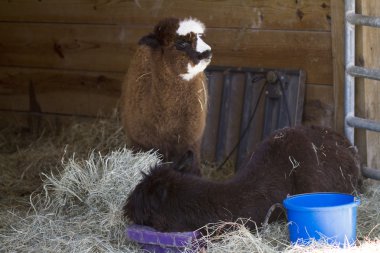 Anne ve bebek Perulu alpaka - vicugna Paços