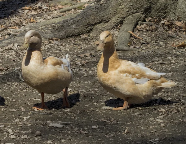 Buff Orpington Patos 2 —  Fotos de Stock