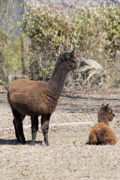 Mother and Baby Peruvian Alpacas 3  - Vicugna pacos — Stock Photo, Image