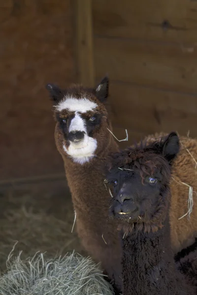 Mother and Baby Peruvian Alpacas 3  - Vicugna pacos — Stock Photo, Image