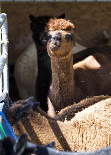 Sassy alpaca peruviana adulto - vicugna pacos — Foto Stock