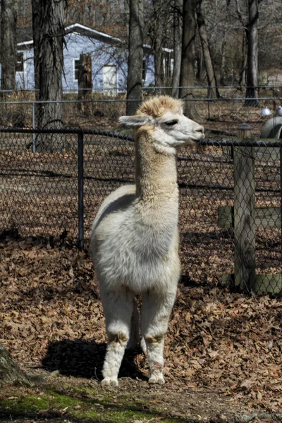 白色成人秘鲁羊驼毛 10-骆马类帕 — 图库照片