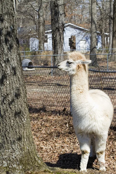 Branco Adulto Peruano Alpaca 9 - Vicugna pacos — Fotografia de Stock