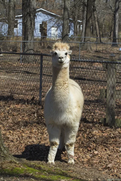 Alpaca peruviano adulto bianco 8 - Vicugna pacos — Foto Stock