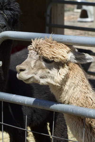 Alpaca peruviano adulto bianco 6 - Vicugna pacos — Foto Stock