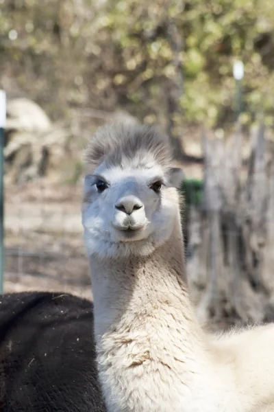 White Adult Peruvian Alpaca  4 - Vicugna pacos — Stock Photo, Image