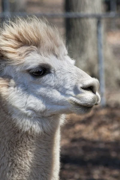 Bianco Peruviano Alpaca Primo Piano 4 - Vicugna pacos — Foto Stock