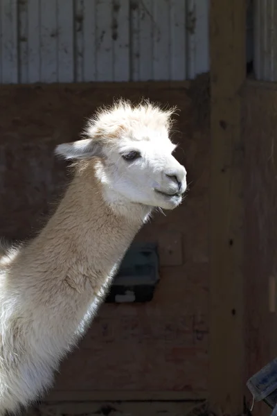 White Peruvian Alpaca Adult  - Vicugna pacos — Stock Photo, Image