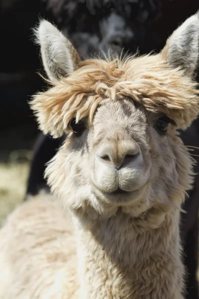 Bianco Peruviano Alpaca Primo Piano - Vicugna pacos — Foto Stock