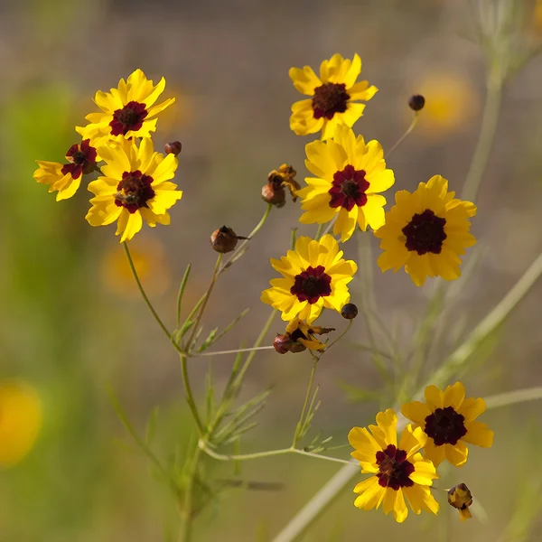 Alabama dourado Coreopsis Tinctoria Wildflowers — Fotografia de Stock