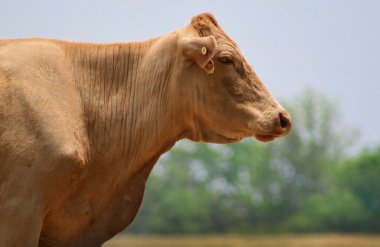 Kırmızı inek Gotik tarzı yan görünüm