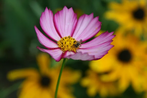 Rózsaszín picotee cosmos bipinnatus black eyed susan hátteret — Stock Fotó