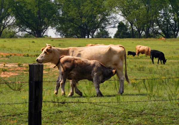 Madre mucca e vitello al pascolo 2 — Foto Stock