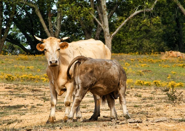 Madre Vaca y ternera en pastos —  Fotos de Stock