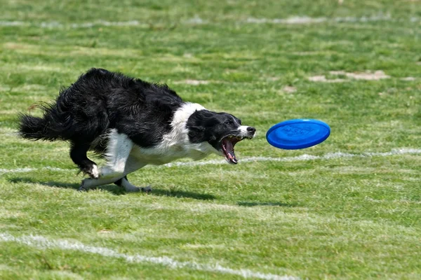 Frisbee Dog Stockfoto