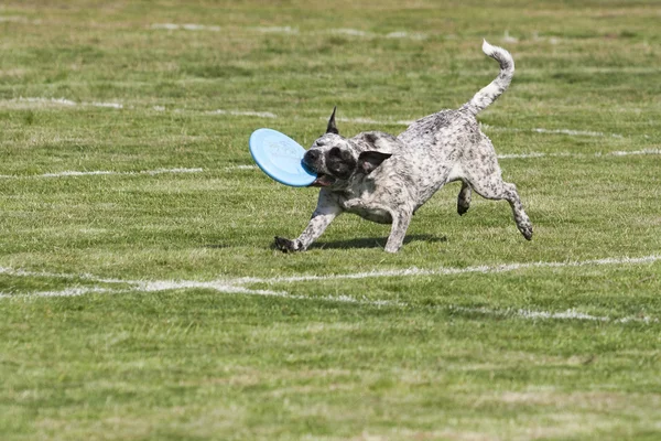 Frisbee Dog Rechtenvrije Stockfoto's
