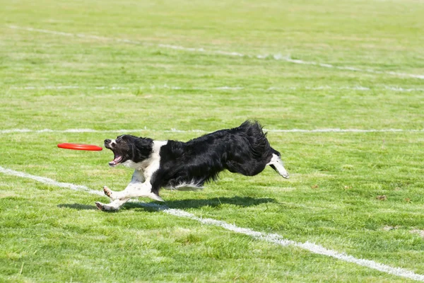 Frisbee Dog Stockafbeelding