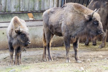 wisent - Avrupa bizonu (bizon bonasus)