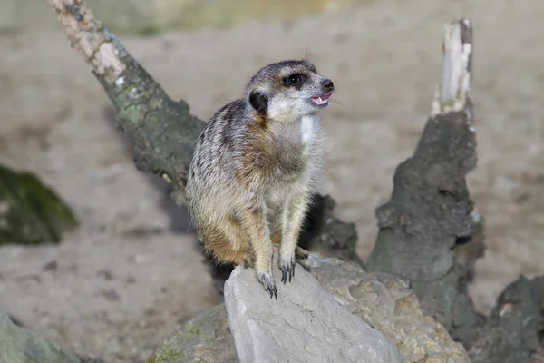 Meerkat - Suricata suricatta