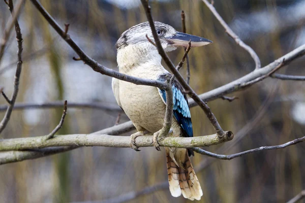 Mavi kanatlı ahmak - dacelo leachii