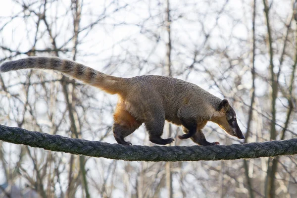 Zuid-Amerikaanse coati - Nasua nasua Stockafbeelding