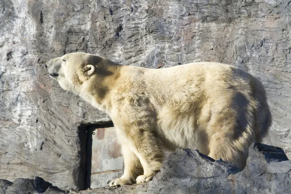 Polar Bear - Ursus maritimus Rechtenvrije Stockafbeeldingen