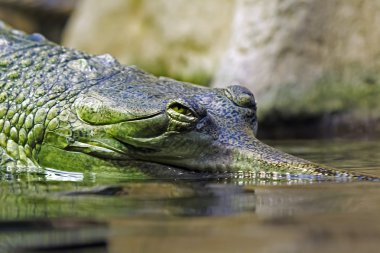 Gavial