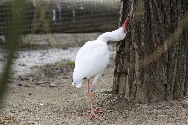 Amerikan beyaz Ibis - eudocimus albus