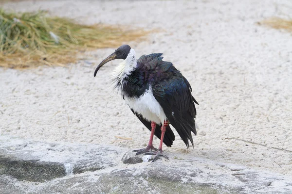 hasır boyunlu aynak - threskiornis spinicollis