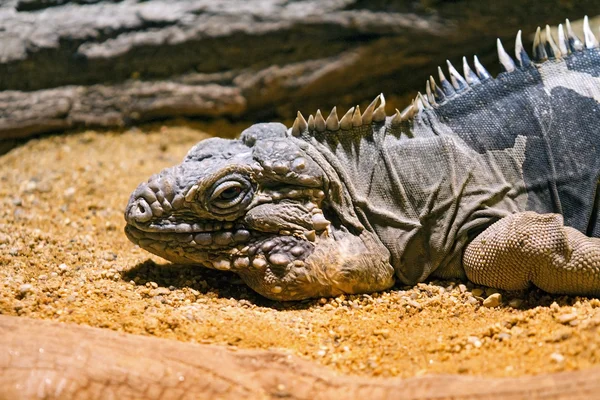 Küba rock iguana - cyclura nubila