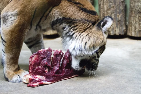 Kaplan - panthera tigris