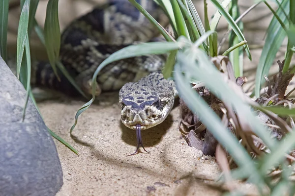 çıngıraklı yılan - crotalus