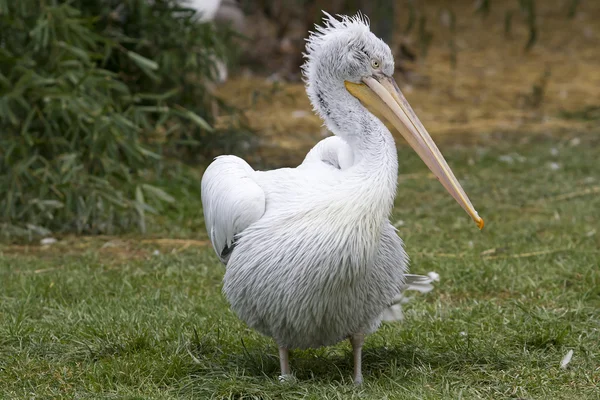 Pelican - Pelecanus — Fotografie, imagine de stoc