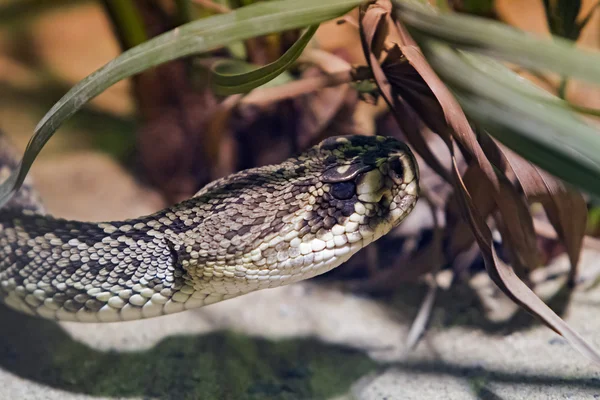 çıngıraklı yılan - crotalus