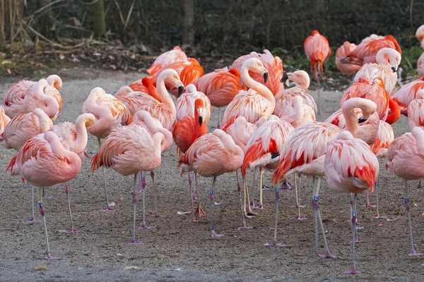 Flamingo - phoenicopterus çevresi