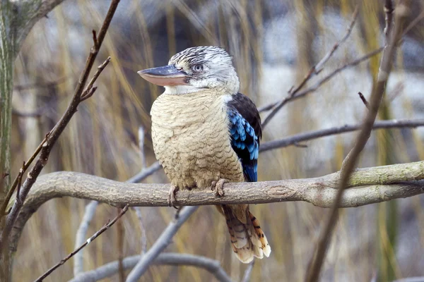 Blue-winged kookaburra - Dacelo leachii Stockfoto