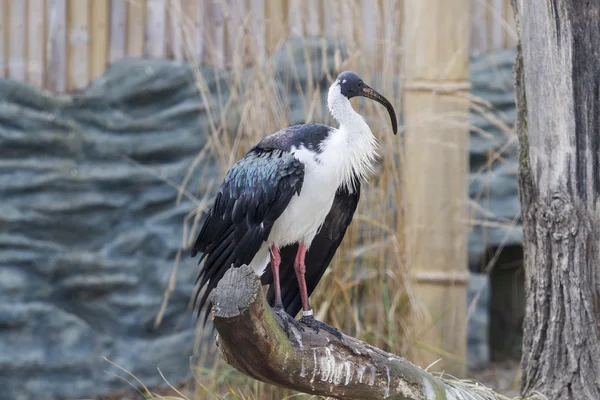 稻草颈宜必思-threskiornis spinicollis — 图库照片