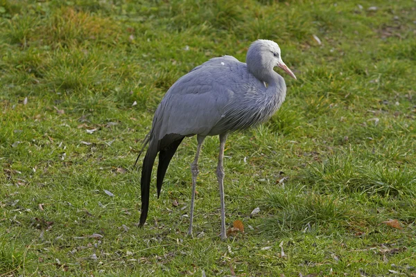 Mavi Turna (Anthropoides paradiseus)