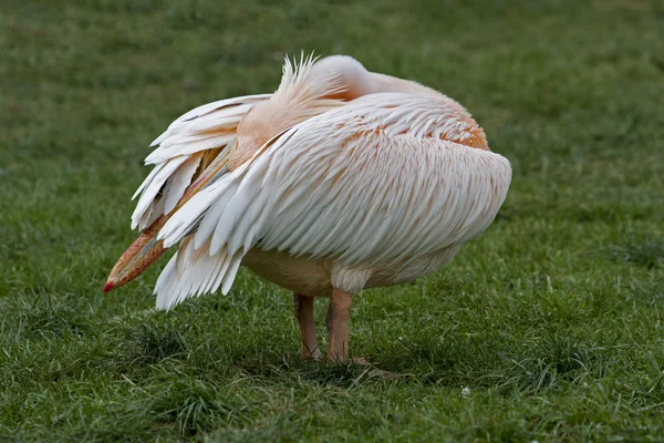 Pelican - Pelecanus — Fotografie, imagine de stoc