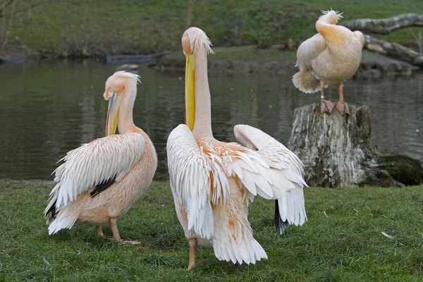 Pelikán - pelecanus — Stock fotografie