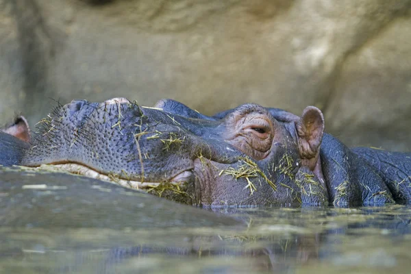 su aygırı amphibius