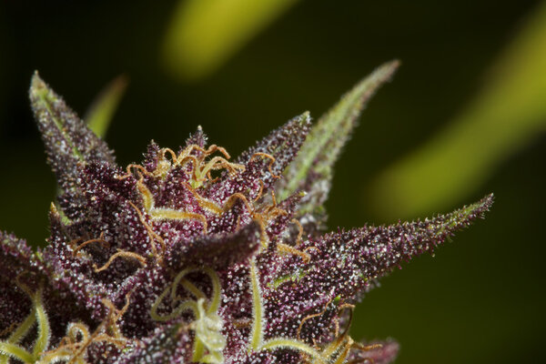 сладкий фиолетовый сорняков