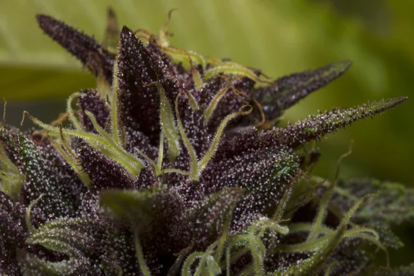 Сладкий фиолетовый сорняков — стоковое фото